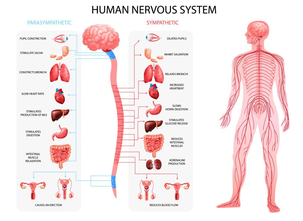 Nervous System Regulation