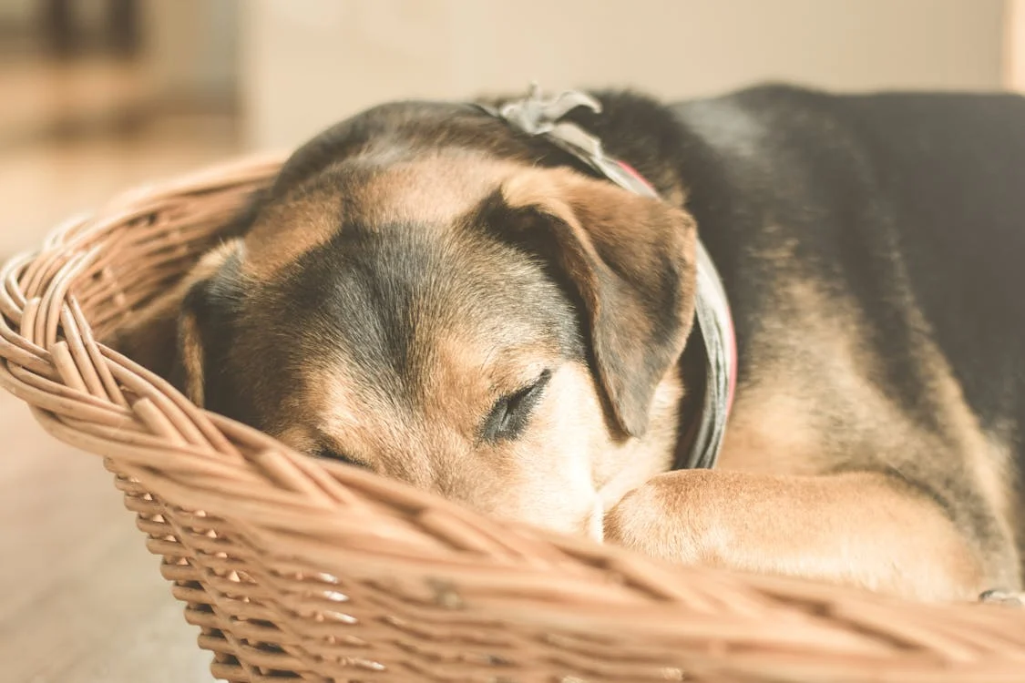 Pet-Friendly Rehab Centers: Bridging Comfort and Recovery 2 AD 4nXdyxs8wBH6JzBG87HsIFSSTSGchxMYdkPZQYglTF7Yyv7DS6l1WetCueDW3sI1 GCKKPq8Nc35L8R27cRv4jK7KAdINanb63QV ap6RDgGu3FyDQTpdDnjsxSQud7v0 vgUbOkD