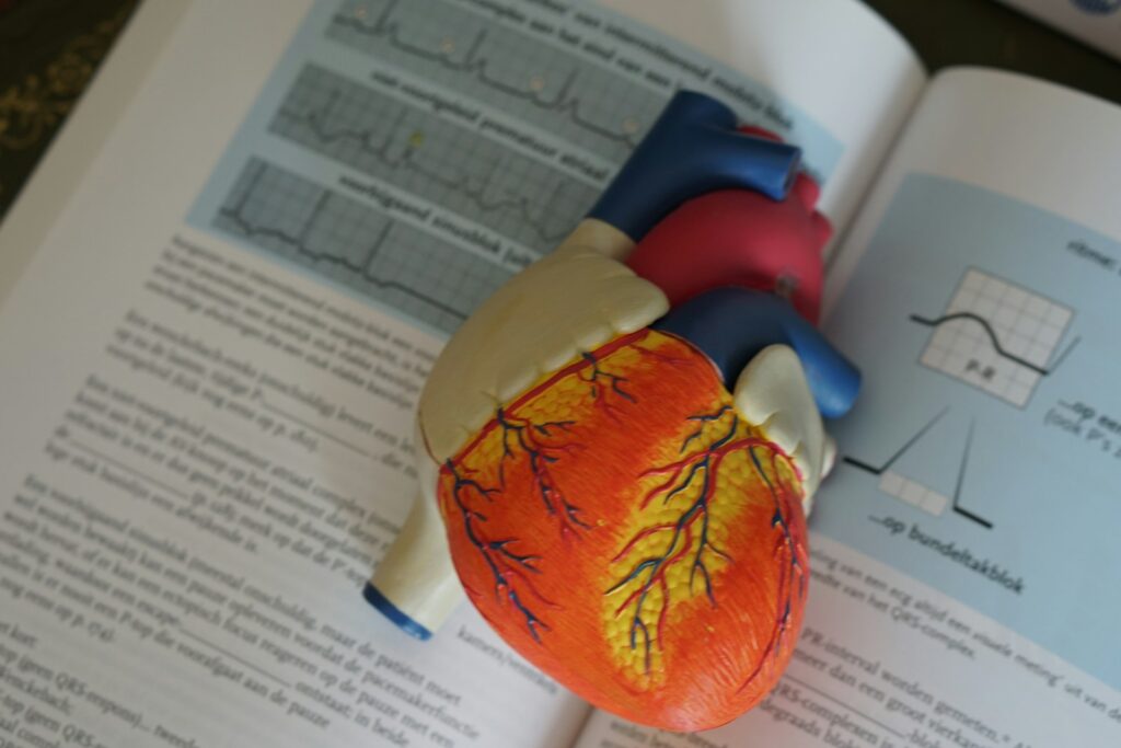 A Clearer Picture of Your Heart's Story: Advanced Imaging Services for Enhanced Cardiovascular Evaluation 2 human heart illustration