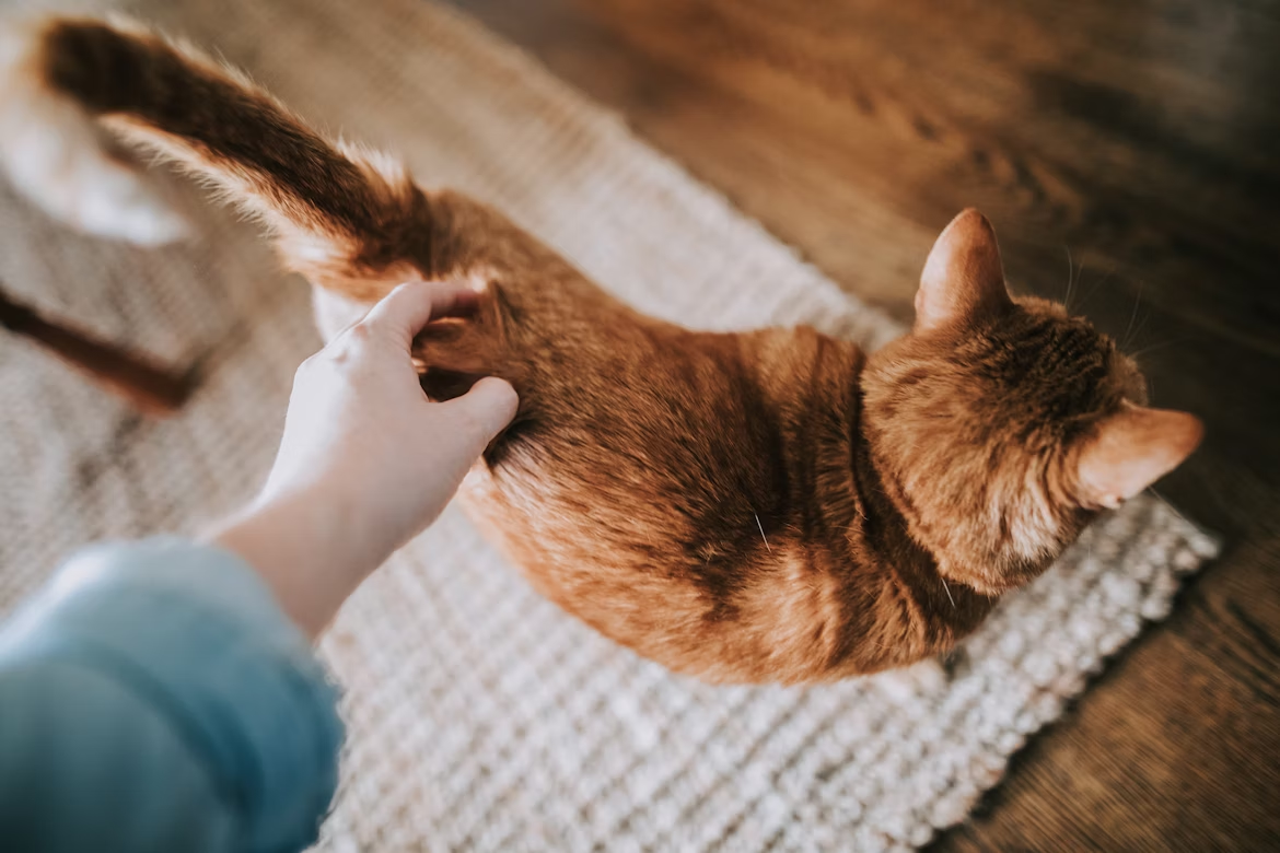 The Connection Between Cat Ownership and Enhanced Mental Wellbeing 2 AD 4nXfFPcDz4a57EWlyQFT fLt 4ACigE0z8A2F4pUGwmpLLNIuqucv21ML0GbRlqgaD5zkc1ce6fHH0jc 6zqK8dBfVK9P5oUTVfTmAp2tZ07D9VZ