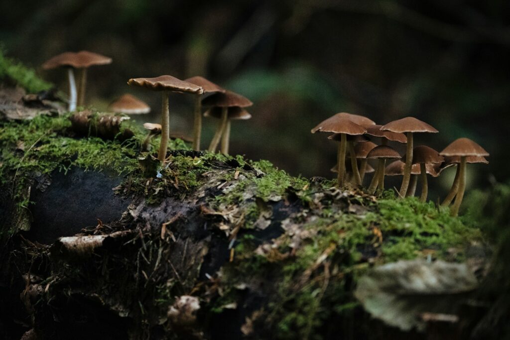 How Microdosing Is Shaping a New Kind of Mental Health Therapy 2 brown mushrooms on green moss