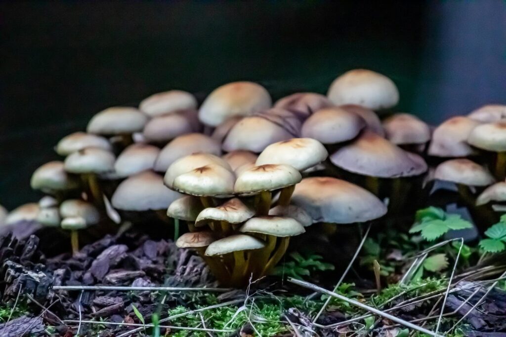 Psilocybin Conversations Might Surprise You 2 image 4