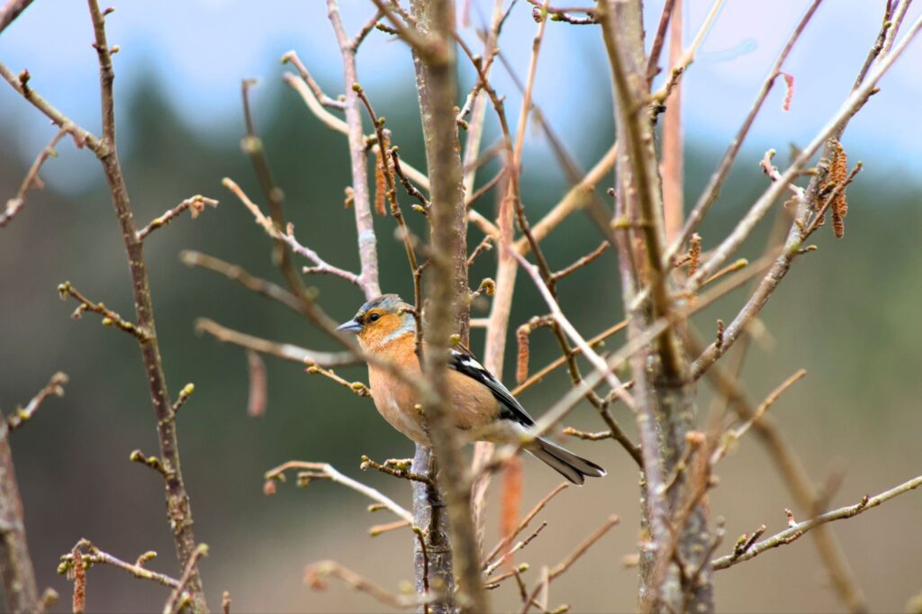 Birdwatching Is Attention Training 2 image 7